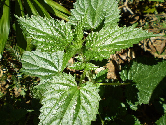 Stinging nettle (Urtica dioica) Wikipedia image