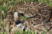 Rattlesnake 