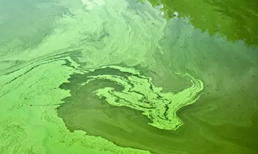 freshwater harmful algal bloom