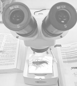 Stonefly under a microscope