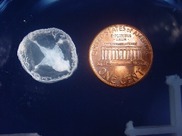 Craspedacusta sowerbii next to a penny