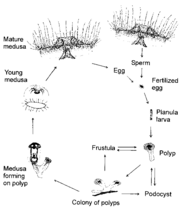 Lifecycle of the freshwater jellyfish Craspedacusta sowerbii