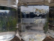 Image of Craspedacusta sowerbii sample in a jar