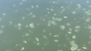 Freshwater Jellyfish in Hayes State Park Michigan https://www.outofofficeadventure.com/blog/2020/8/23/freshwater-jellyfish-in-michigan