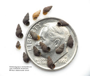 New Zealand mudsnails  size comparison against a US dime