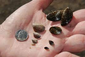 Quagga Zebra Mussels