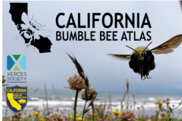 ca-bumble bee atlas