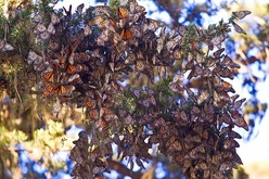 Monarch butterflies wintering at Pacific Grove
