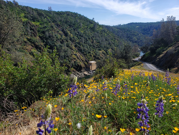A photo of colorful wildflowers on a hillside above a river and hydro powerhouse. 