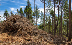 A large pile of woody material from forest restoration efforts in the Yuba Water. 