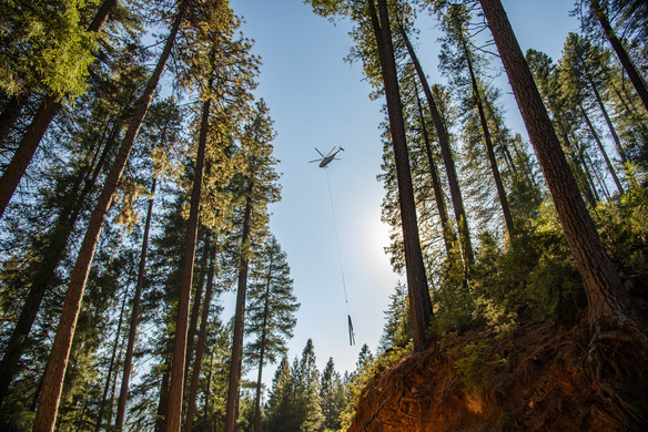 A helicopter carries a log above a group of trees. 