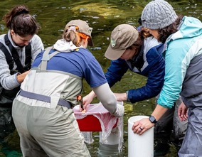 CDFW scientists place salmon eggs in gravel areas in the upper Yuba River watershed