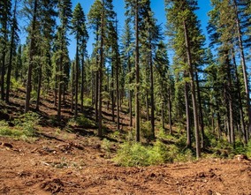 Forest health work continues