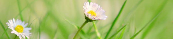 flowery banner