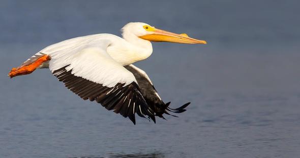 American White Pelican in Flight