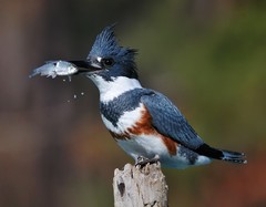 Belted Kingfisher with a fish in its beak