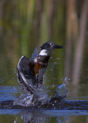 Belted Kingfisher completing a dive