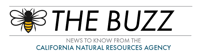 the buzz logo