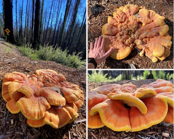Big Basin Redwoods SP_fungi collage