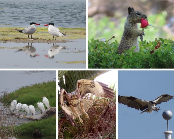 Malibu Lagoon SB_wildlife collage