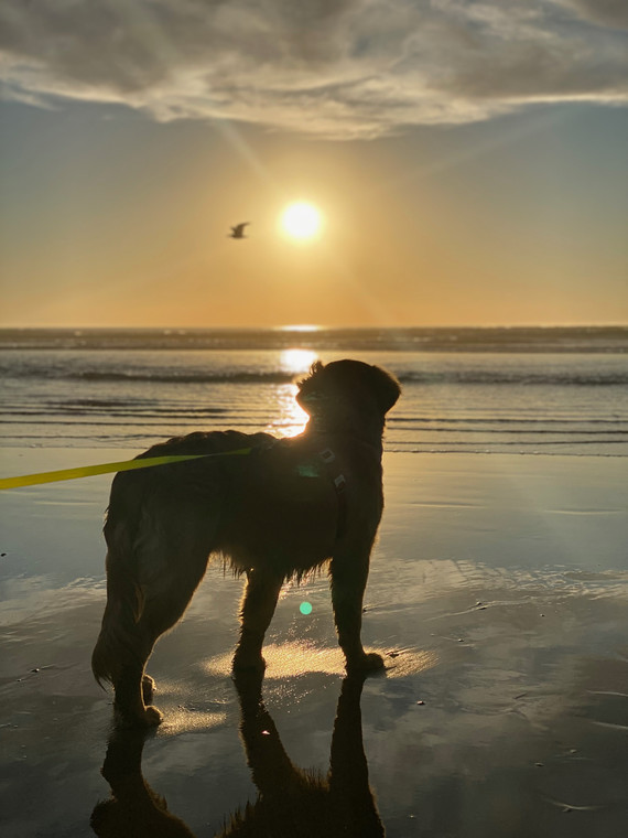 Kalea at Oceano Dunes SVRA 