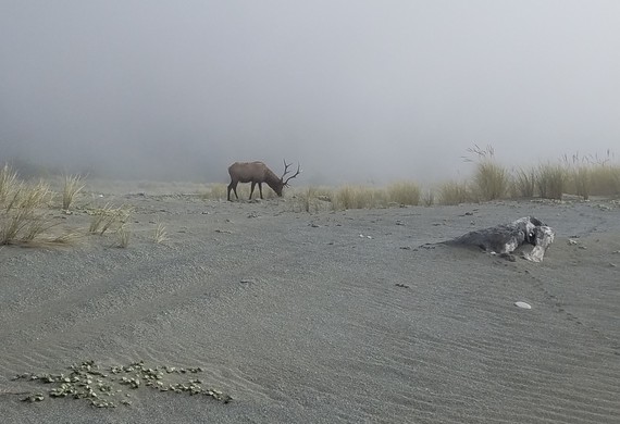Prairie Creek Redwoods SP bull elk at Gold Bluffs Beach by Mark Morrissette