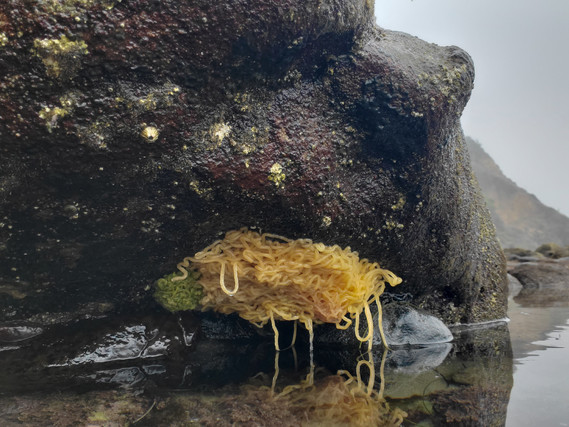 Leo Carrillo SP SeaHare Spaghetti by Hsa Buelow