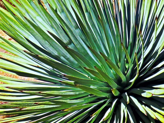 Cuyamaca Rancho SP_chaparral yucca (Hesperoyucca whipplei) by Michele Hernandez