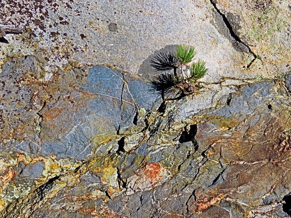 Cuyamaca Rancho SP_pine tree seedling growing in the rocks by Michele Hernandez