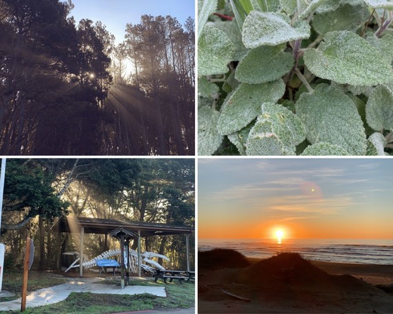 MacKerricher SP_collage