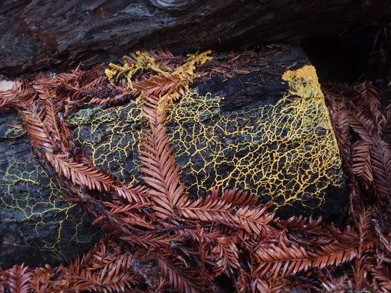 Portola Redwoods SP_slime mold