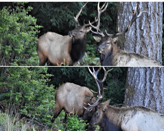 Prairie Creek Redwoods SP (Roosevelt elk sparring collage)