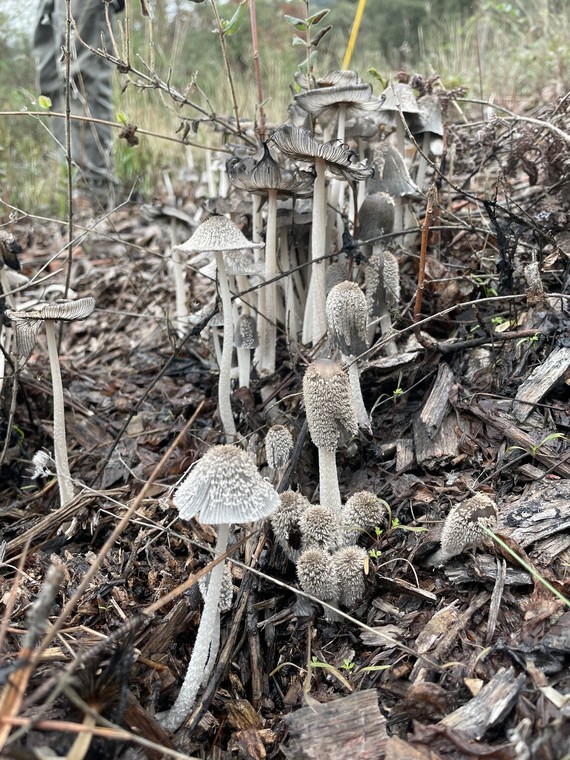 South Yuba River SP (Inky cap mushrooms)