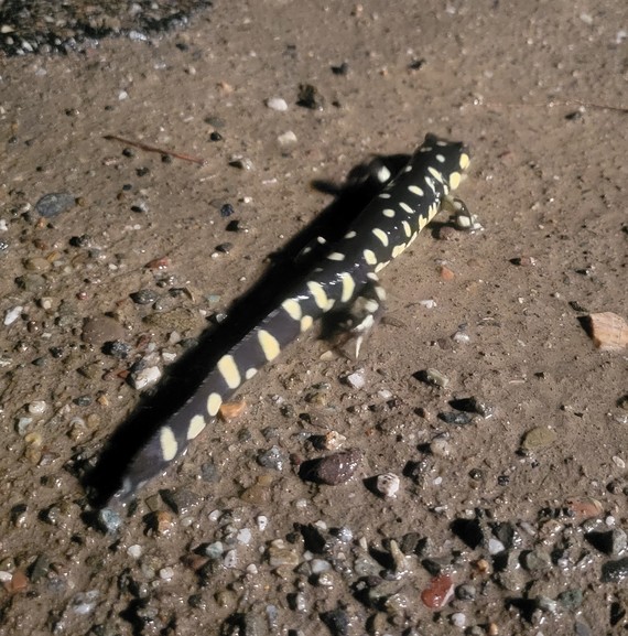 Carnegie SVRA (Tiger Salamander)