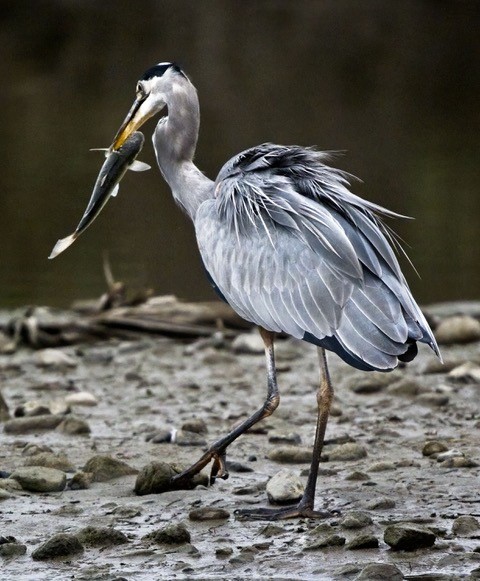 Doheny SB_Blue heron