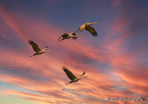Don Wisdom birds