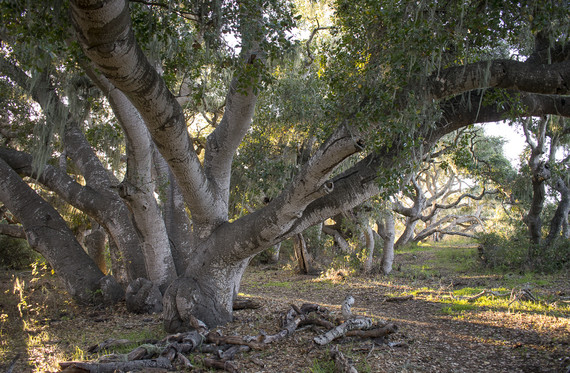 Los Osos Oaks SNR (tree)