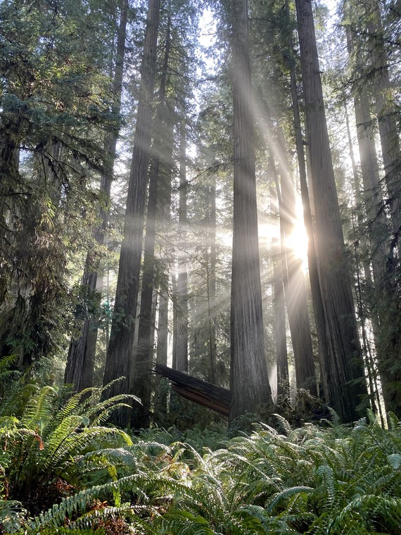 Jedediah smith Redwoods SP