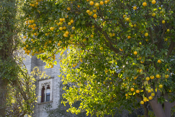 Hearst San Simeon SHM_Jan orange tree 2022