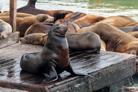 Photo of sea lions on a pier