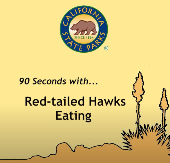 Providence Mountains SRA video screenshot (red-tailed hawks eating)