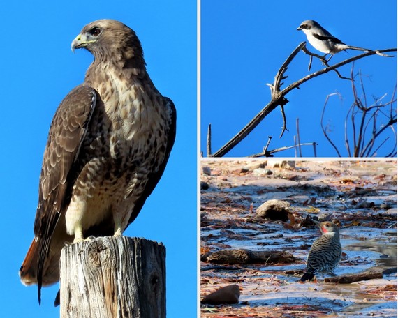 Cuyamaca Rancho SP (birds collage)