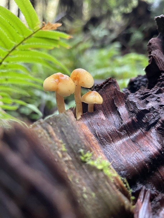 Prairie Creek Redwoods SP (mushroom)
