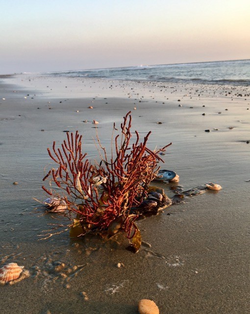 Huntington SB (coral 4)