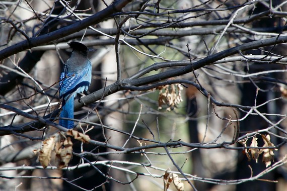 Cuyamaca Rancho SP (Stellar's Jay)