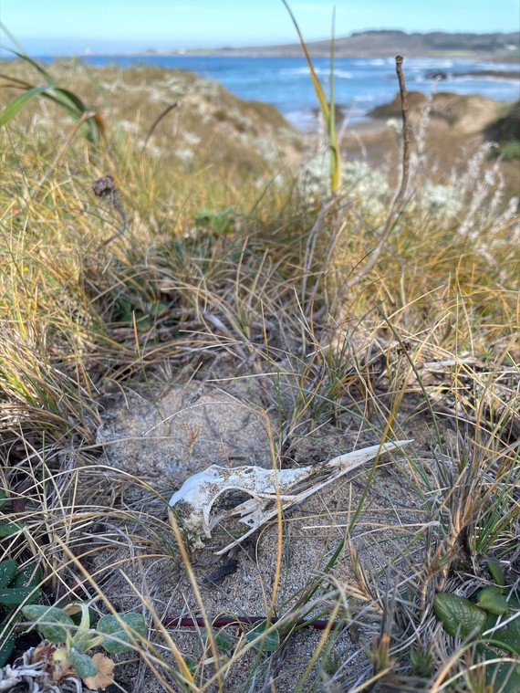 Ano Nuevo SP_Franklin Point bird skull