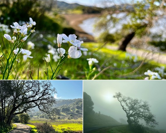 China Camp SP  collage 