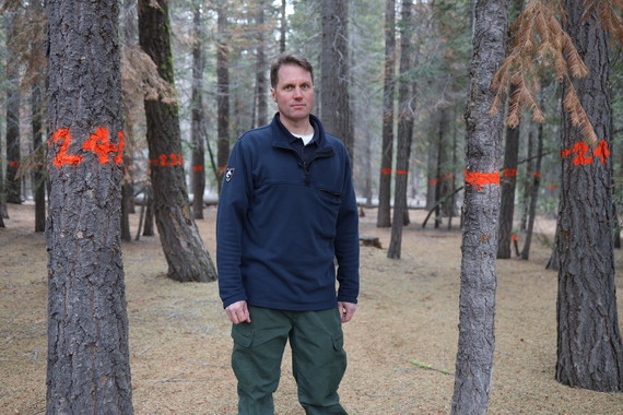 Bark Beetle at Donner Memorial State Park