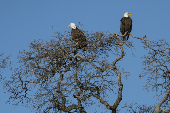 Millerton Lake SRA (bald eagles)