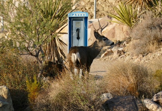 Providence Mountains SRA (Deer and old payphone)